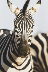 Portrait of zebra in natural light
