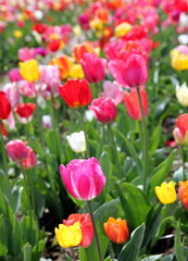 Colorful tulips on a field - mix of red, yellow, orange, violet, pink and white