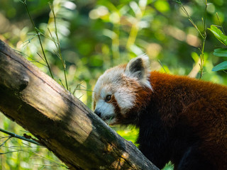 Fototapeta premium Panda roux