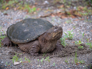 Snapping Turtle