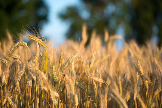 golden harvest