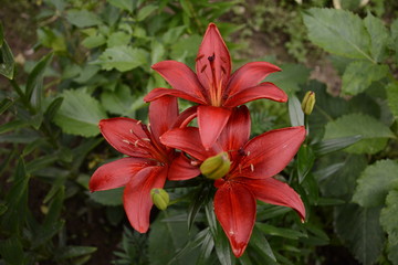 Lily of remarkable red color in the summer garden