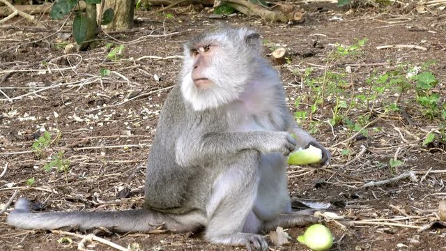 The crab-eating macaque ,Macaca fascicularis, also known as the long-tailed macaque