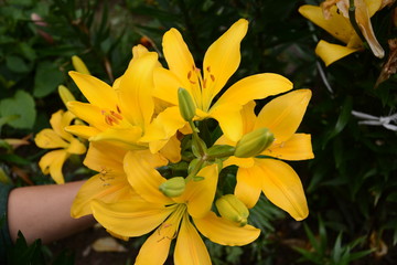 Lily of orange-yellow in flower garden in the summer