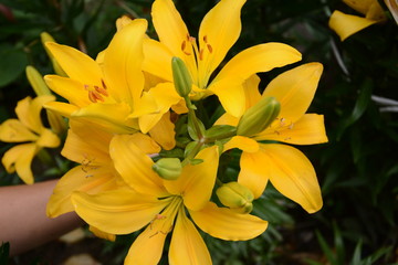 Lily of orange-yellow in flower garden in the summer