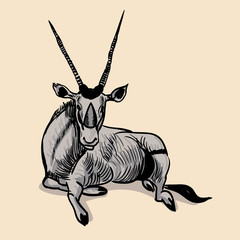 Oryx side view pose. Hand drawn realistic illustrations isolated on background. Vector doodle design. Savannah animals