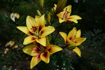 The lily is bright yellow in the garden