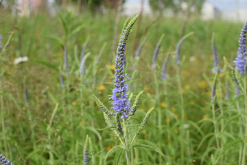 Fototapeta premium close-up of mauve field flowers on a meadow on a soft blurred green background