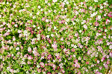 Obraz na płótnie Canvas Close up background of colorful and cute tiny blooming pink gypsophila flower. Blurred, selective focus.