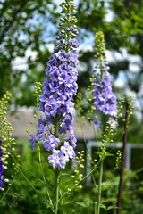 Obraz premium close-up of purple flowers Delphinium in a summer garden on a soft blurred green background