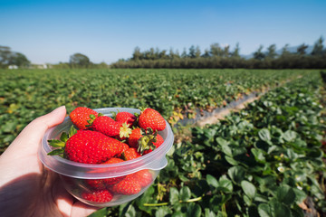 A woman hand holding a cup filled with fresh picked red and luscious strawberries over a green...