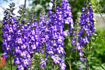 close-up of purple flowers Delphinium in summer garden on soft blurred green background