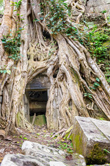 Ta Prohm  the temple ruins overgrown with trees at Angkor, Siem Reap , Cambodia