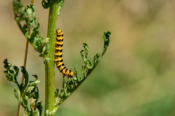 Cinnabar moth eating common ragwort