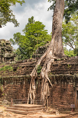 Fototapeta na wymiar Ta Prohm the temple ruins overgrown with trees at Angkor, Siem Reap , Cambodia