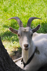 Naklejka na ściany i meble a white goat browse on green grass