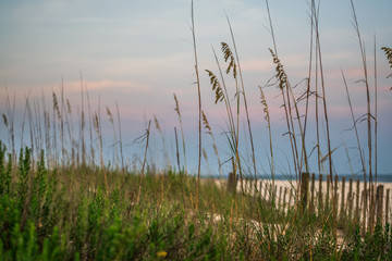 beach grass blowing in the breeze
