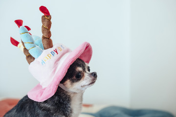 Chihuahuas are covering a hat in the shape of a birthday cake
