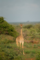 Giraffen im afrikanischen Busch