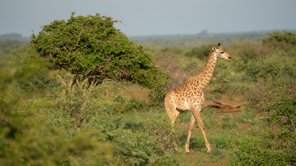 Giraffen im afrikanischen Busch