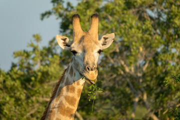 Giraffen im afrikanischen Busch