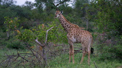 Giraffen im afrikanischen Busch