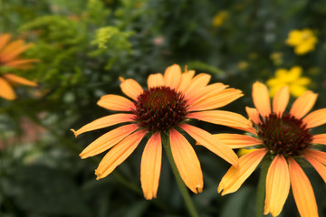 Blüte