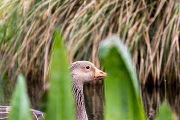 Portrait d'oie cendrée