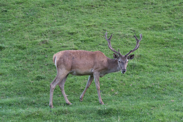 Naklejka premium Hirsch
