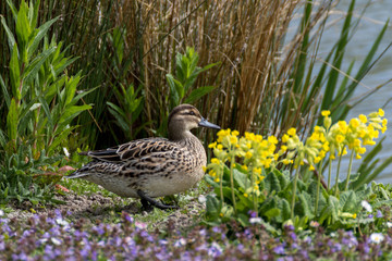 Canard pilet au soleil