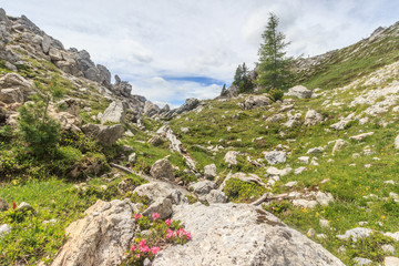 Almrausch in den Nockbergen