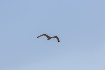 Seagull in fly