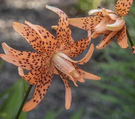 Tiger lily