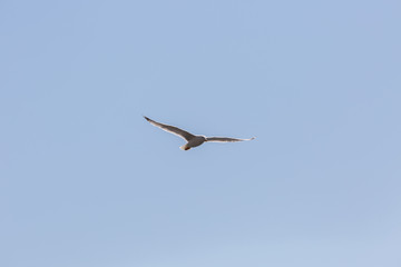 Seagull in fly