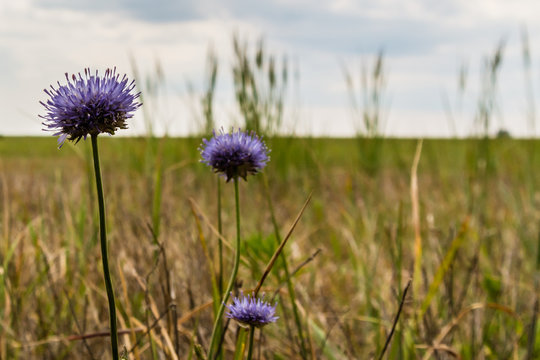 Sheep's bit flowers in the field on cloudy day.