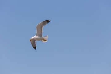 Seagull in fly