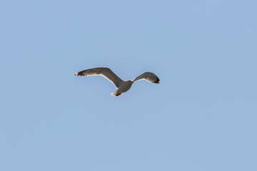 Seagull in fly