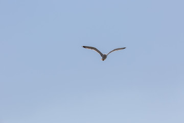 Seagull in fly