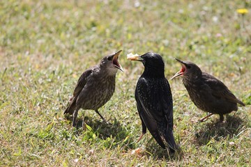 Star füttert Jungvögel