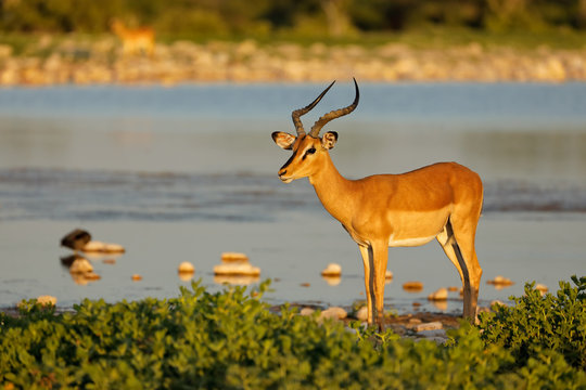 An impala antelope (Aepyceros melampus) at a waterhole, Etosha National Park, Namibia.