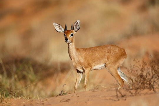Male steenbok antelope (Raphicerus campestris), Kalahari desert, South Africa.