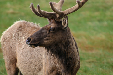 Fototapeta premium Elk