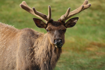 Elk
