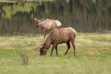 Fototapeta premium Elk