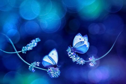 Beautiful white blue butterflies on the flowers of lavender. Summer spring natural image in blue and purple tones. Free space for text. Fantastic summer natural concept.