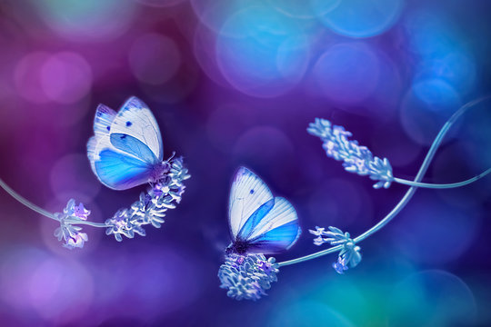 Beautiful white blue butterflies on the flowers of lavender. Summer spring natural image in blue and purple tones. Free space for text. Fantastic summer spring natural concept.