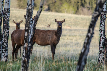 Elk