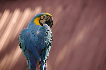 Blue Parakeet
