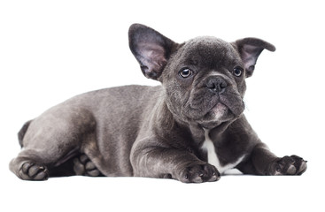 bulldog dog on white background