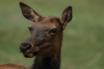 Elk